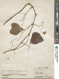 Ampelopsis cordata image