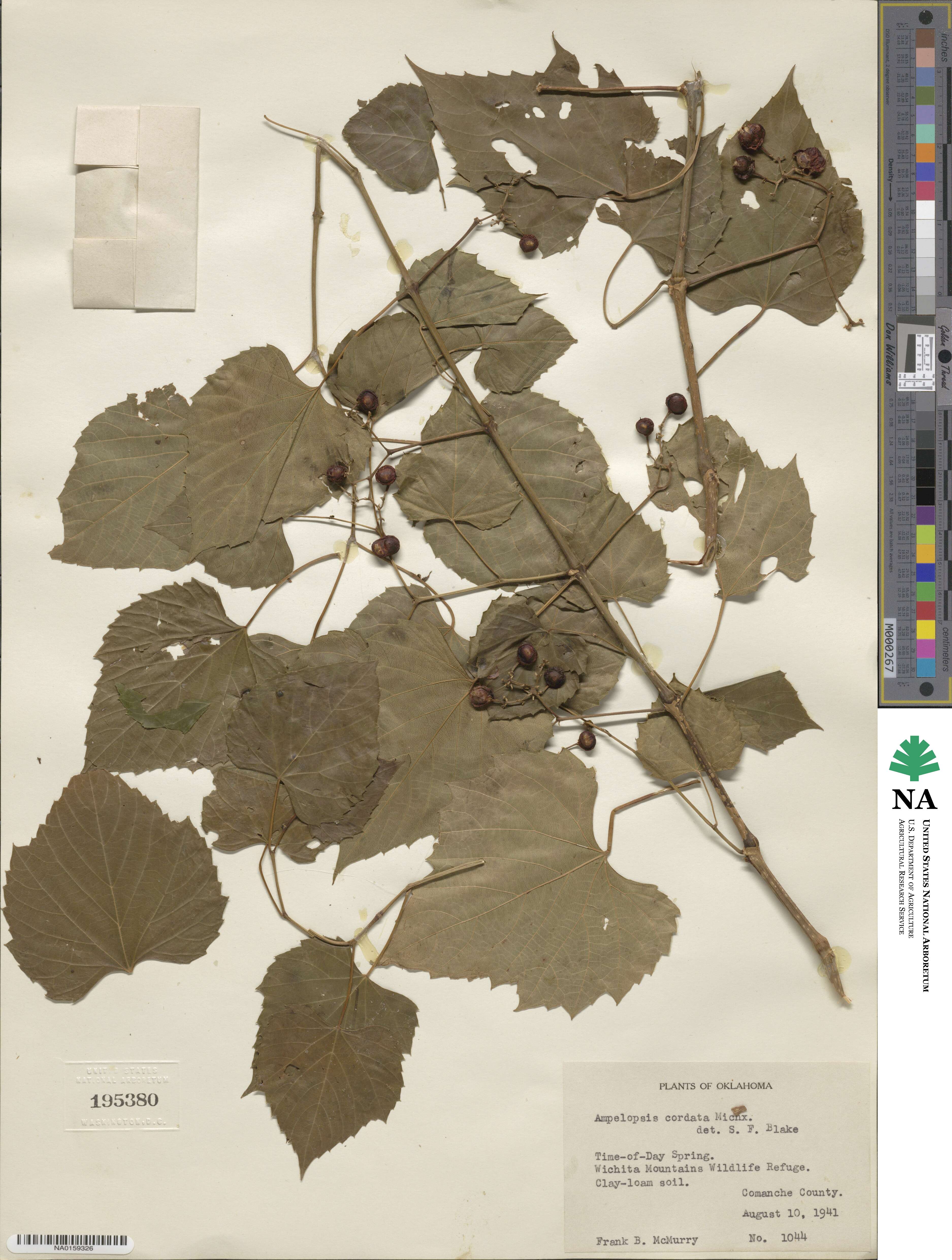 Ampelopsis cordata image