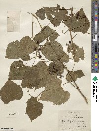 Ampelopsis cordata image