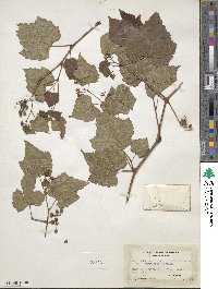 Ampelopsis glandulosa image