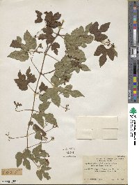 Ampelopsis glandulosa image