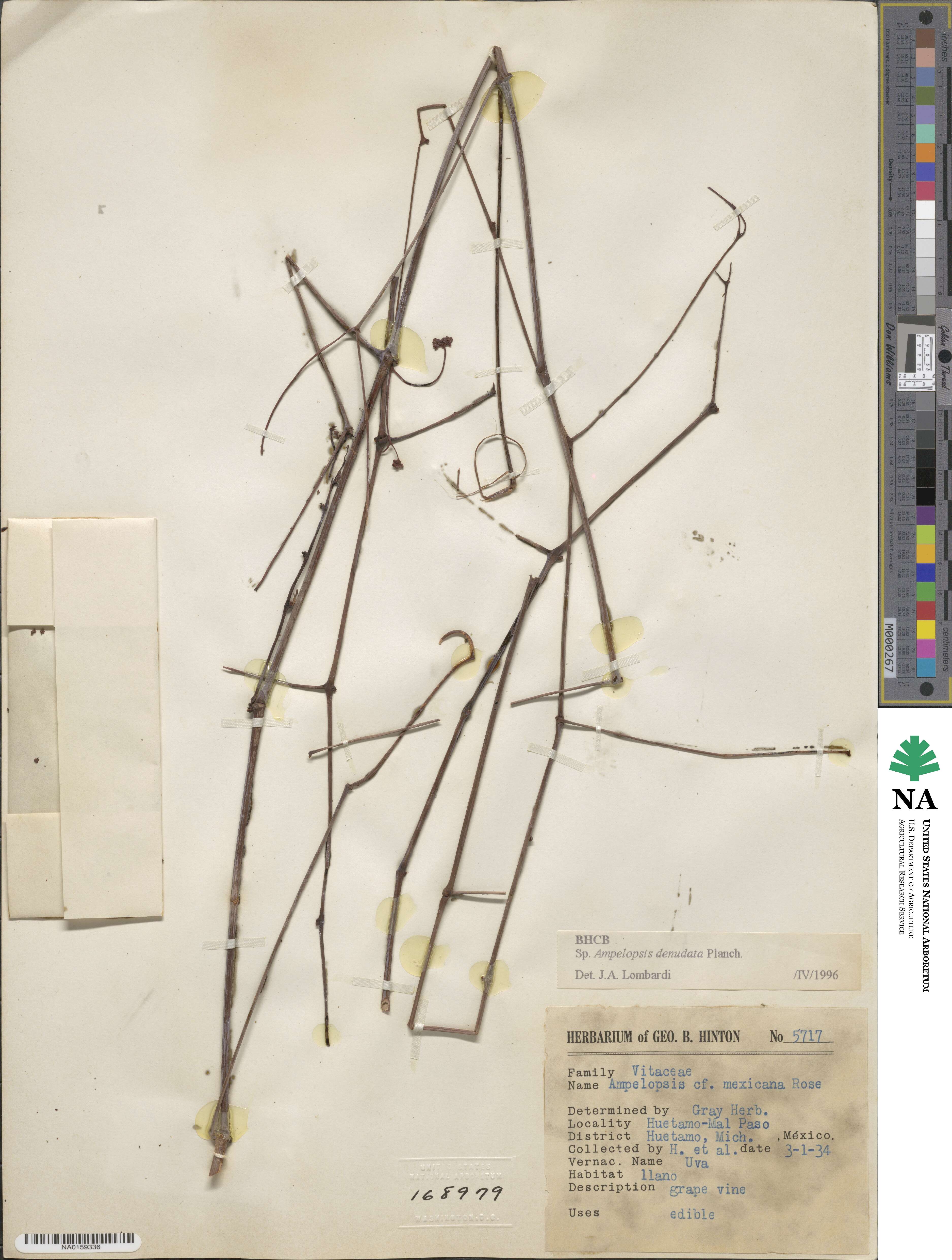 Ampelopsis denudata image