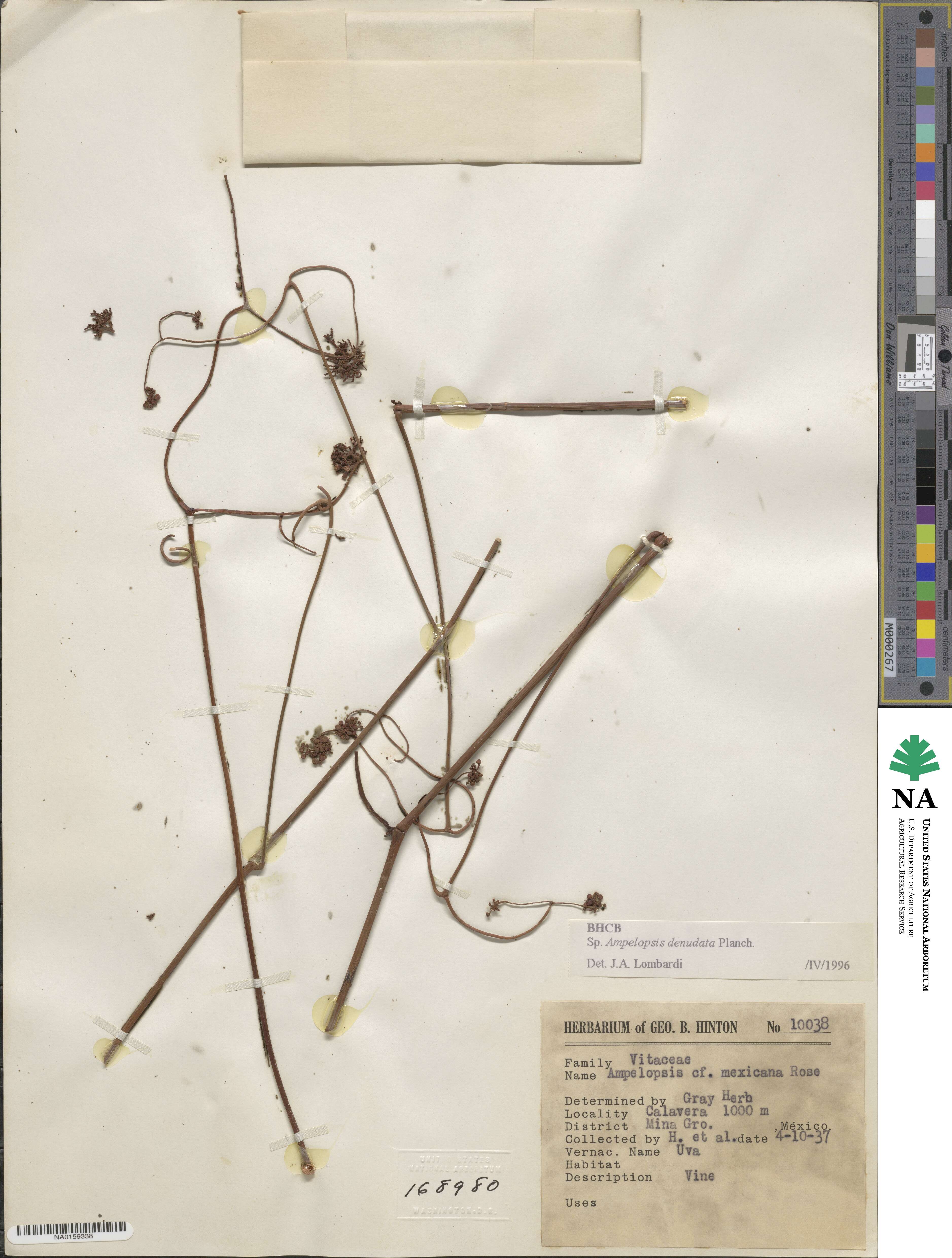 Ampelopsis denudata image