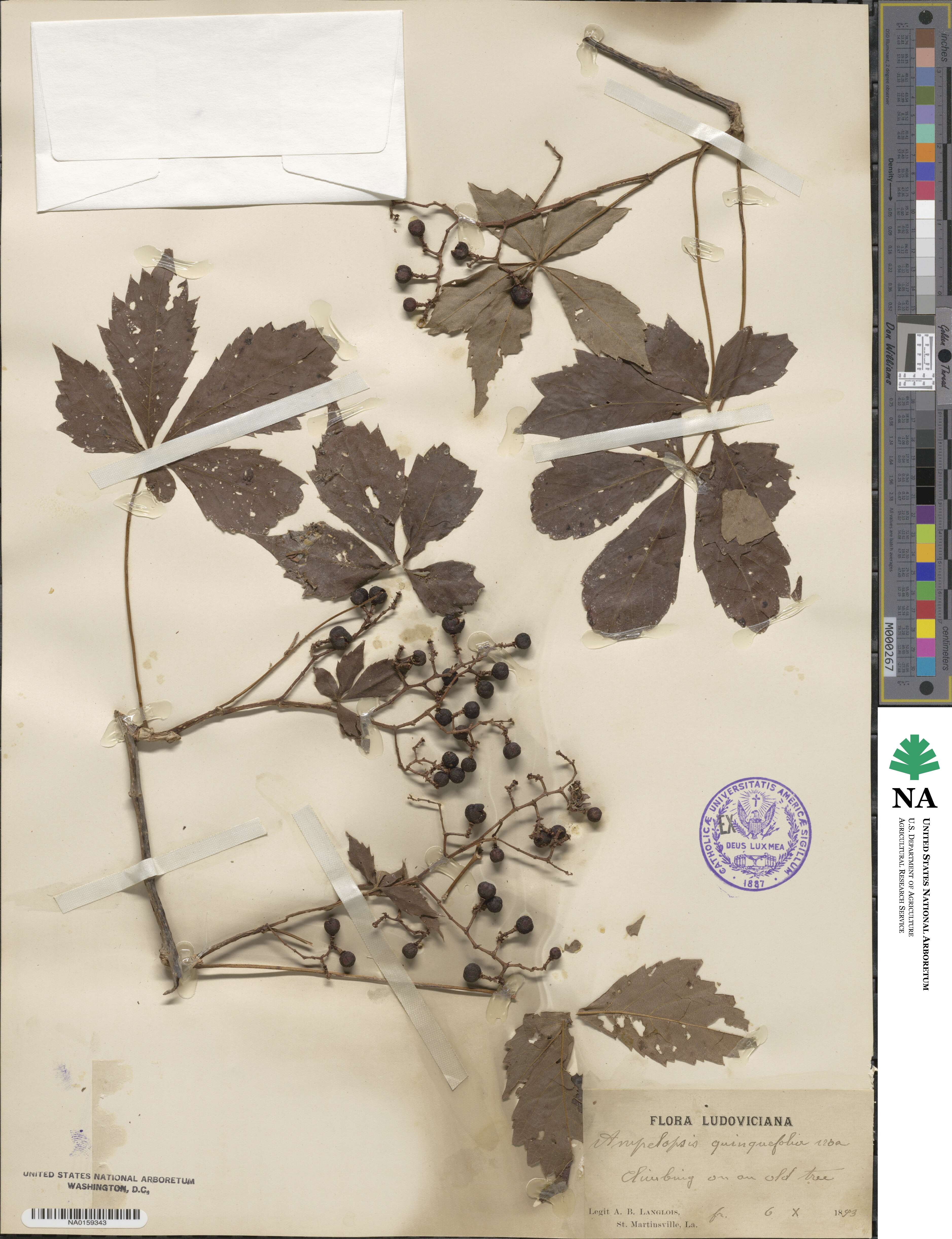 Parthenocissus quinquefolia image