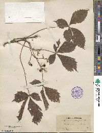 Parthenocissus quinquefolia image