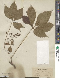 Parthenocissus quinquefolia image