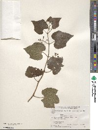 Ampelopsis glandulosa var. brevipedunculata image