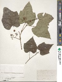 Ampelopsis glandulosa image