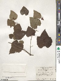 Ampelopsis glandulosa image