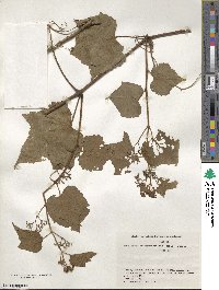 Ampelopsis glandulosa image