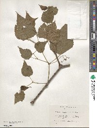 Ampelopsis glandulosa var. brevipedunculata image