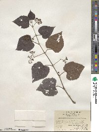 Ampelopsis glandulosa image