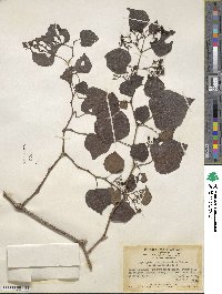 Ampelopsis glandulosa var. brevipedunculata image