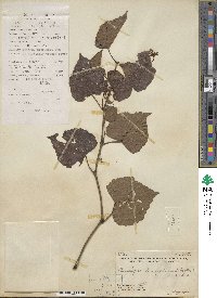 Ampelopsis glandulosa var. brevipedunculata image