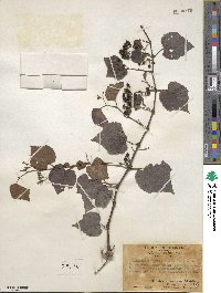 Ampelopsis glandulosa var. brevipedunculata image