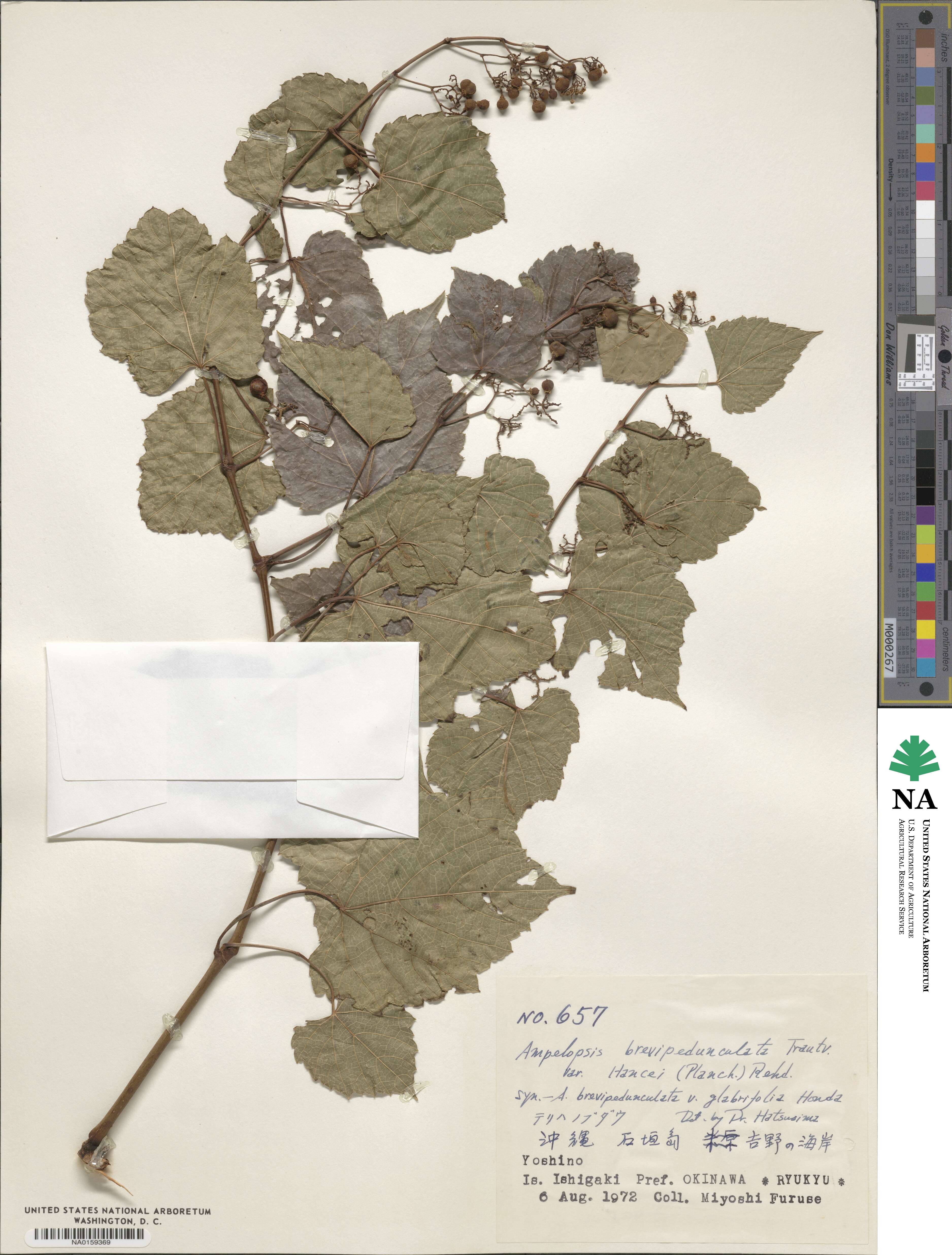 Ampelopsis glandulosa var. hancei image