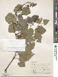 Ampelopsis glandulosa image