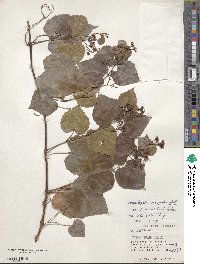 Ampelopsis glandulosa var. hancei image