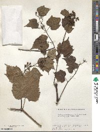 Ampelopsis glandulosa var. heterophylla image