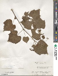 Ampelopsis glandulosa var. heterophylla image