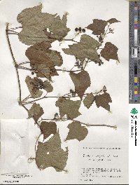 Ampelopsis glandulosa image