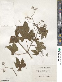 Ampelopsis glandulosa var. heterophylla image