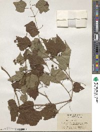 Ampelopsis glandulosa var. heterophylla image