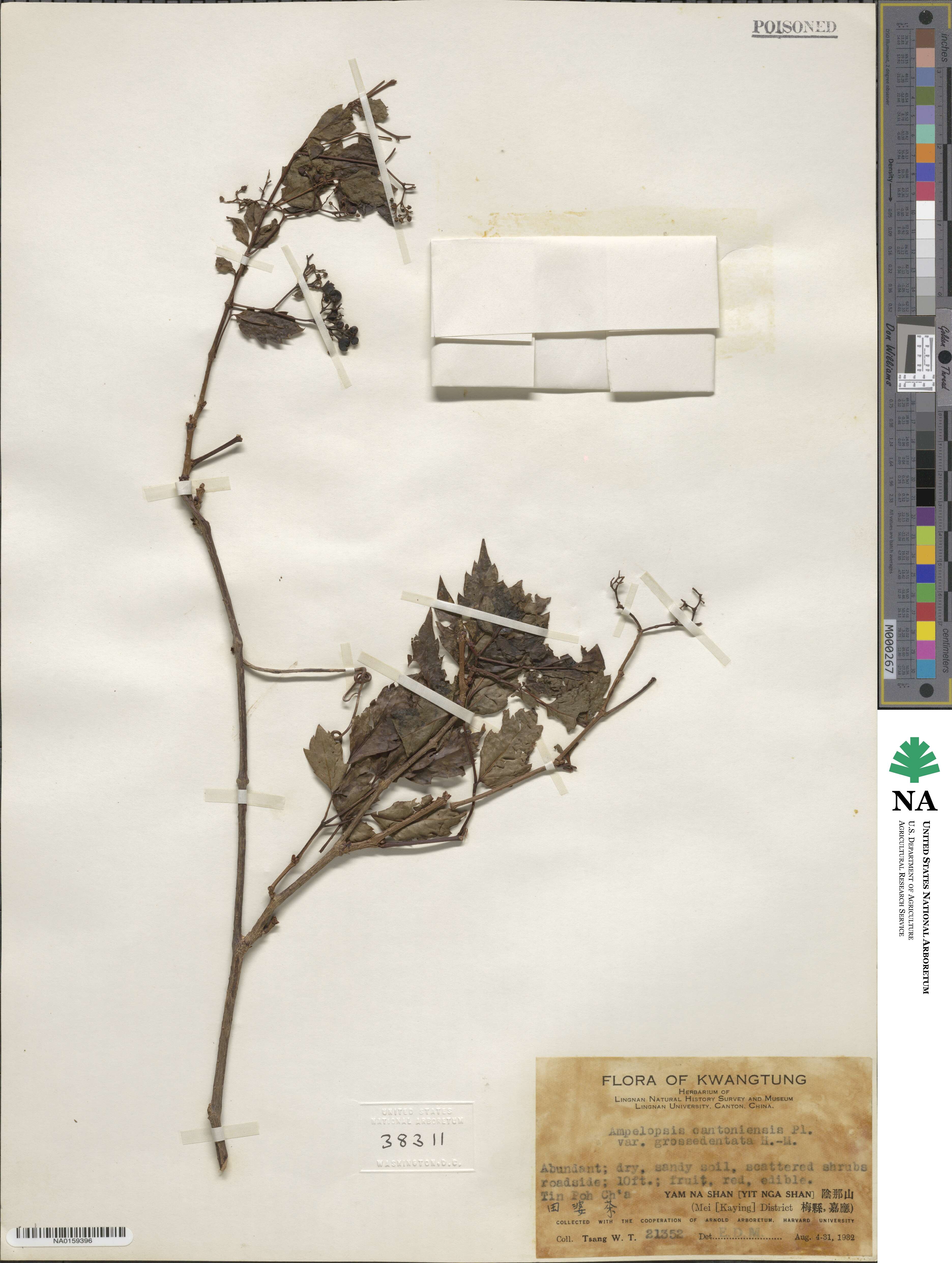 Nekemias grossedentata image