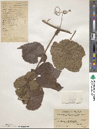 Ampelopsis glandulosa var. heterophylla image