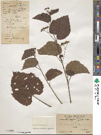 Ampelopsis glandulosa var. heterophylla image