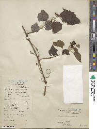 Ampelopsis glandulosa image