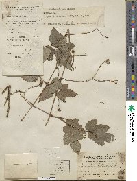 Ampelopsis glandulosa var. heterophylla image