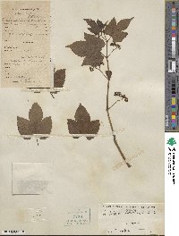 Ampelopsis glandulosa var. heterophylla image