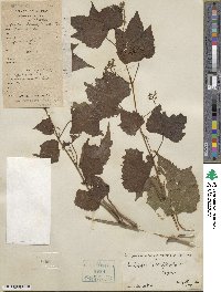 Ampelopsis glandulosa var. heterophylla image