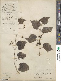 Ampelopsis glandulosa var. heterophylla image