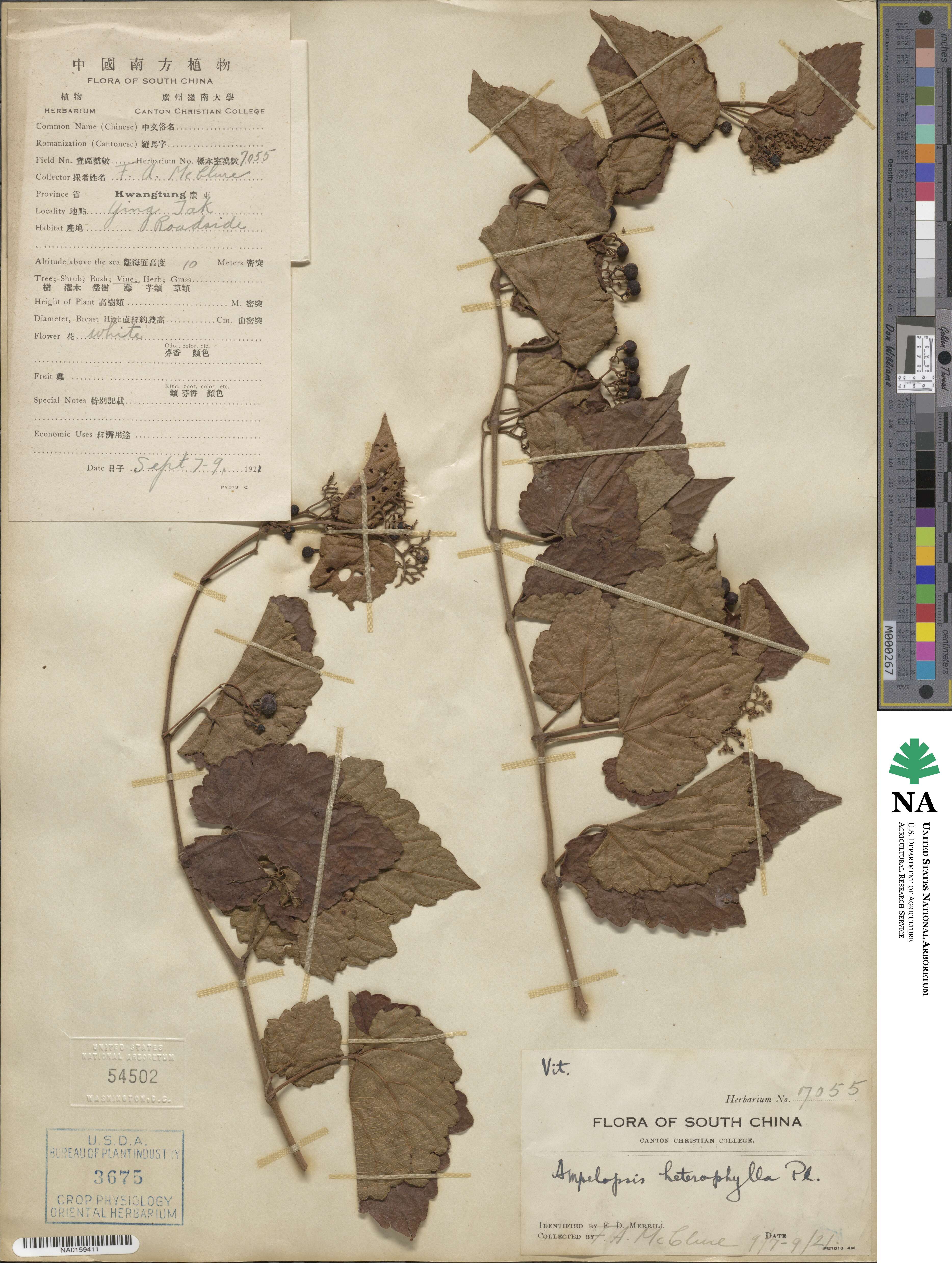 Ampelopsis glandulosa var. heterophylla image