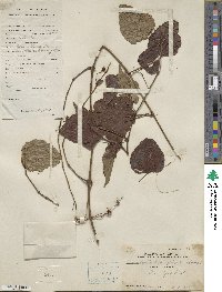 Ampelopsis glandulosa var. heterophylla image