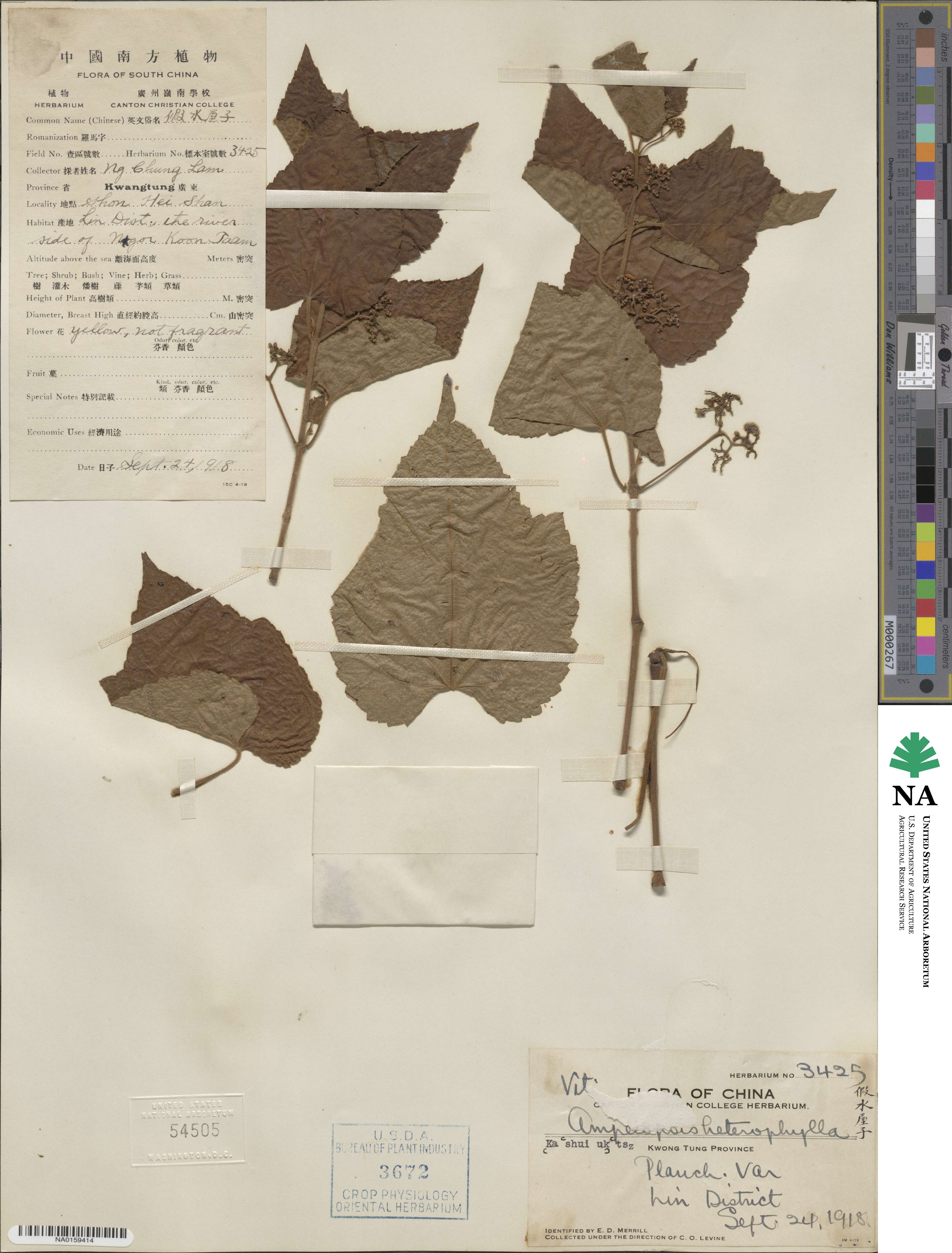 Ampelopsis glandulosa var. heterophylla image