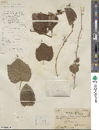 Ampelopsis glandulosa var. heterophylla image