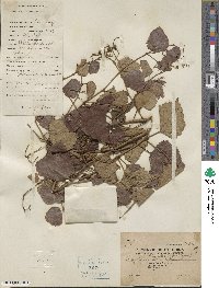 Ampelopsis glandulosa var. heterophylla image