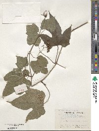 Ampelopsis glandulosa var. heterophylla image