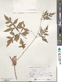 Ampelopsis japonica image