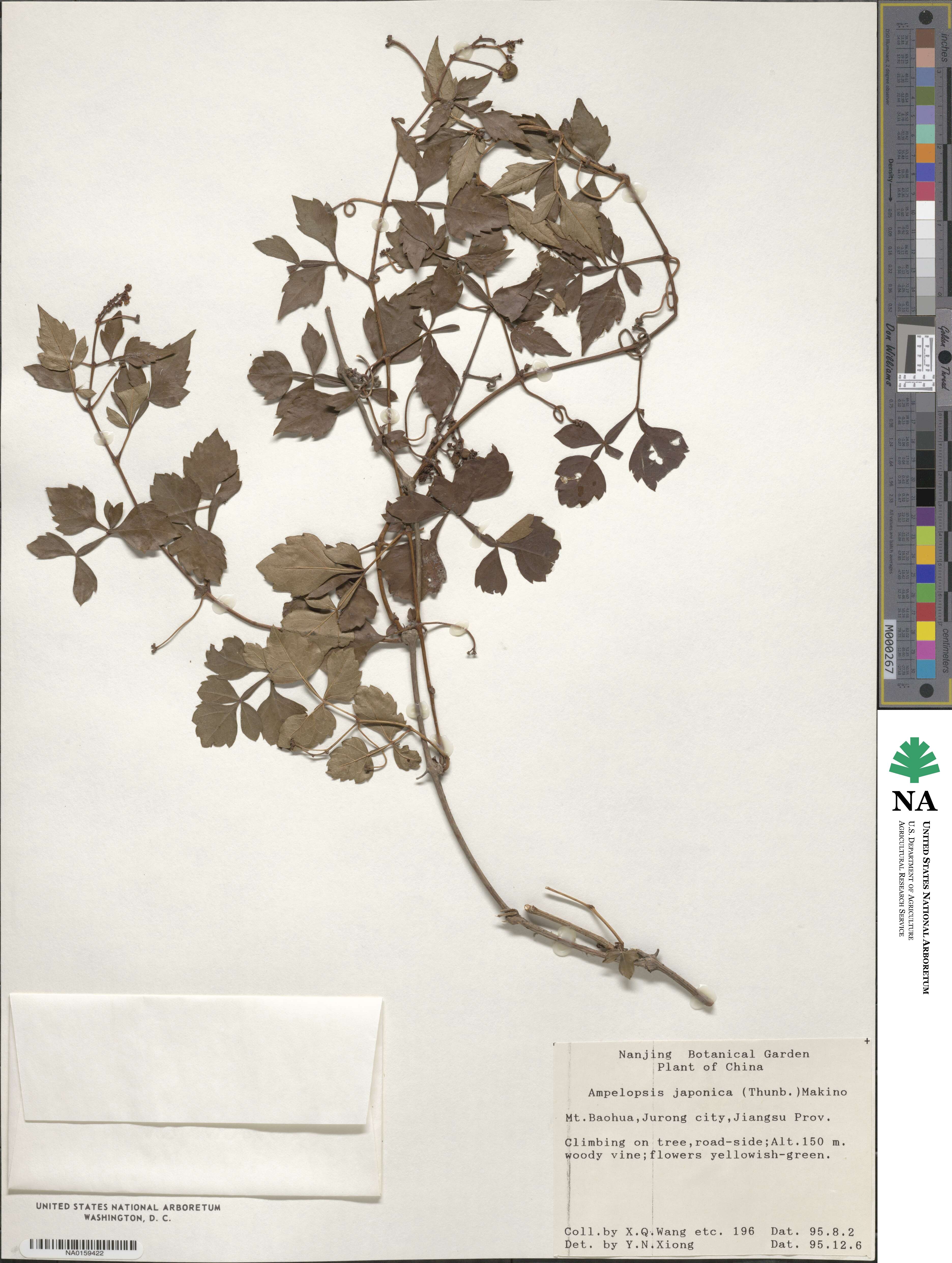 Ampelopsis japonica image