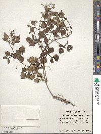 Ampelopsis japonica image