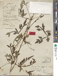 Ampelopsis japonica image