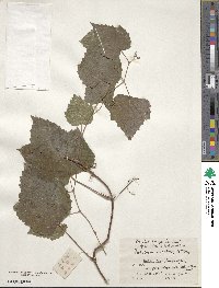 Ampelopsis glandulosa image