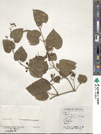 Ampelopsis glandulosa image