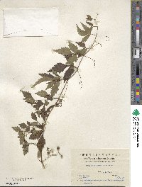 Ampelopsis aconitifolia image