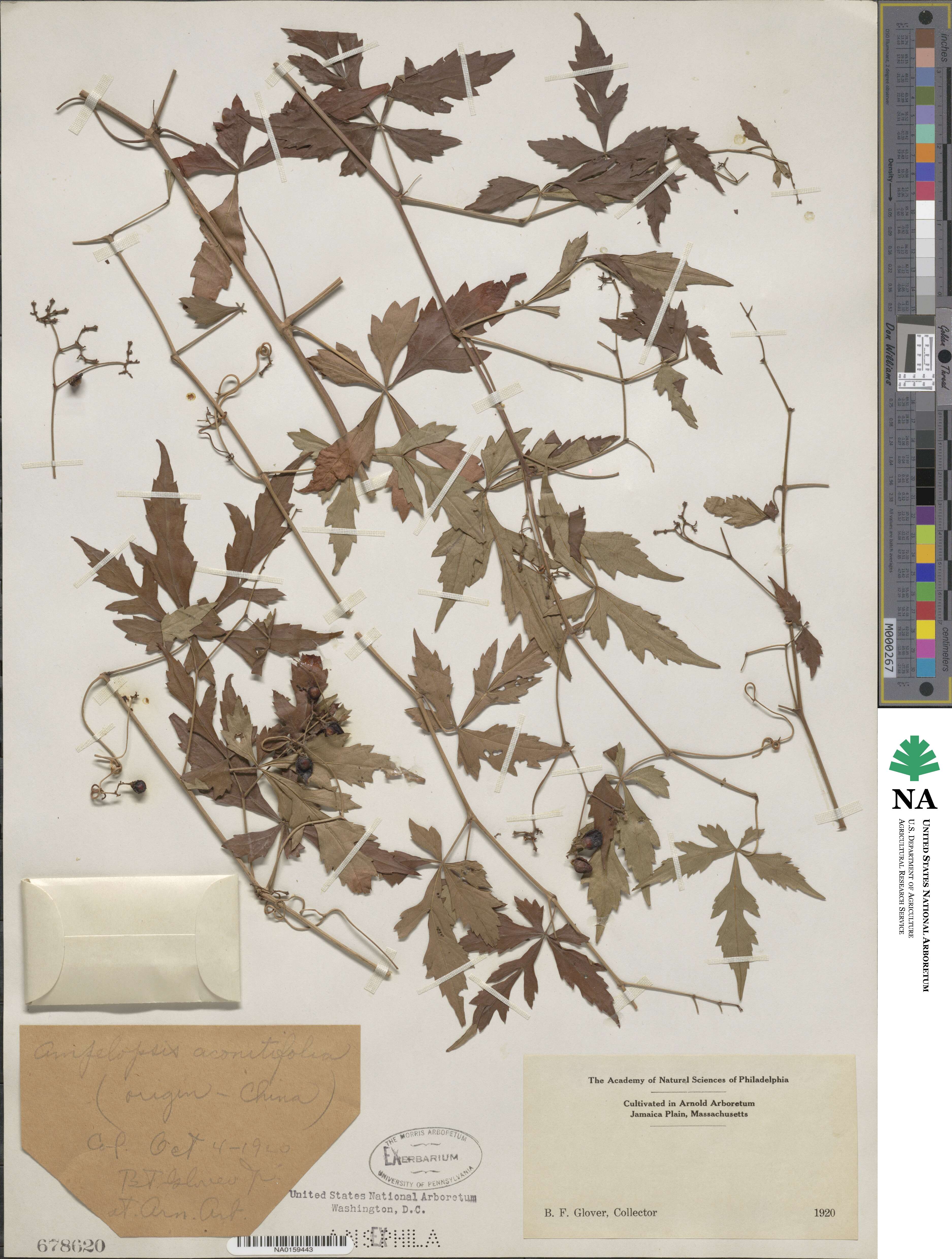 Ampelopsis aconitifolia image