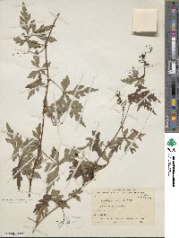 Ampelopsis aconitifolia image